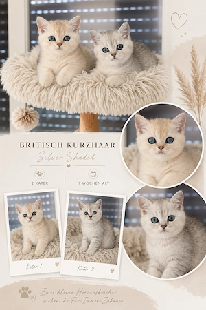 Wunderschöne BKH Kitten (männlich) suchen ab August 2026 ein liebevolles Zuhause 