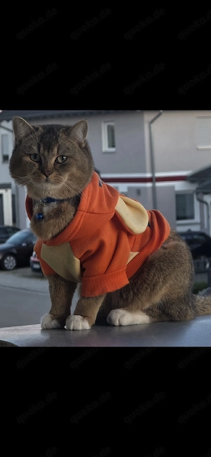 Kater sucht ein liebevolles Zuhause