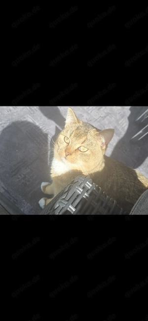 Lieber 12 Monate alter Kater sucht neues Zuhause