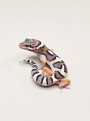 Leopardgecko TSM Black Night Mack Snow Lavender d.h. Bell Eclipse 
