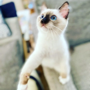 Ragdoll-Kätzchen
