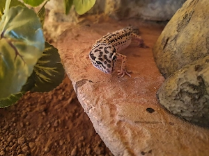 Leopardgecko Weibchen aus Juli 25