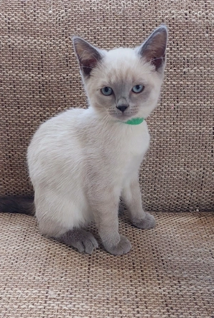 Bkh Mix Kitten 