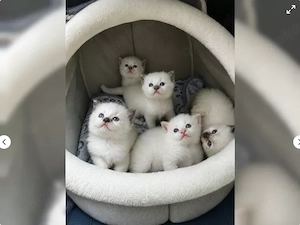 Zuckersüße Ragdoll-Kitten suchen ein liebevolles Zuhause - abgabebereit