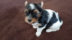 Bieweryorkshireterrier Rüde