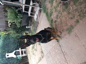 Hübsches malinois schaeferhund mädchen