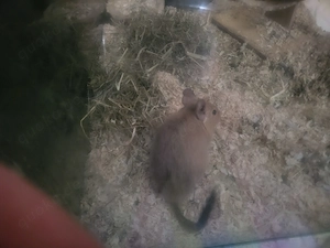 2 Degus weiblich  zu verschenken