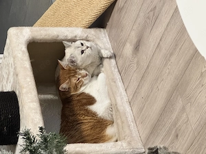 Zwei liebevolle Katzen suchen gemeinsam ein neues Zuhause