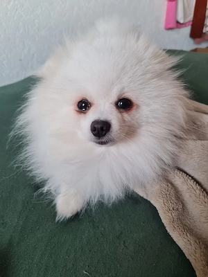 White mini pomeranian spitz 