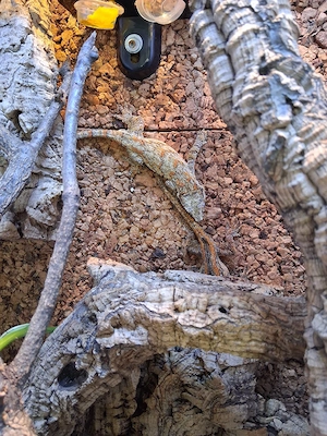 1.1 Höckerkopf Gecko Paar