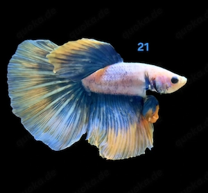 Kampffisch Männchen Betta splendens HMPK 