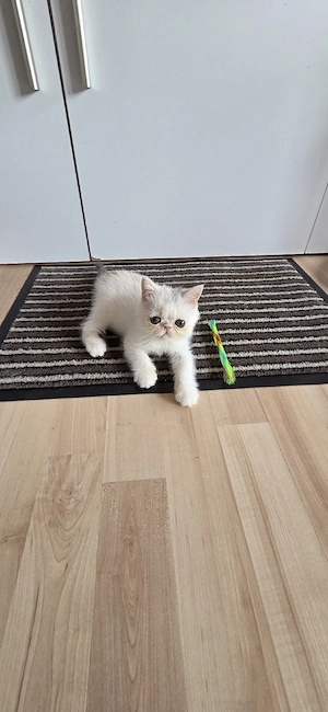 Exotic Shorthar Baby ,s 