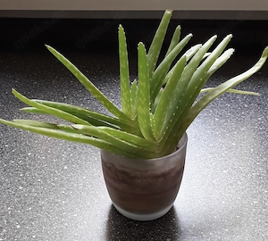 2 Aloe Vera Ableger zu Verkaufen