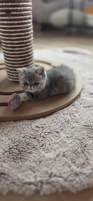Exotic Shorthar Baby ,s 