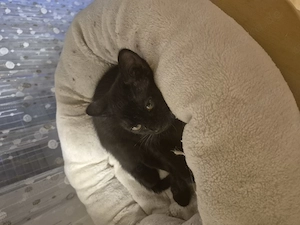 Katze zum abgeben