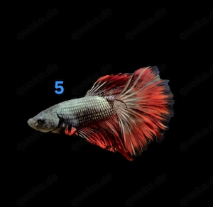 Kampffisch Männchen Betta splendens Halfmoon 