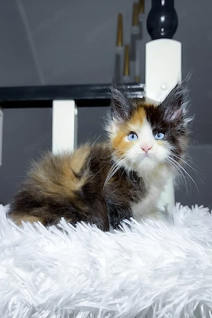 Wunderschöne, 3 Monate alte Maine Coon sucht ein Zuhause für immer.   