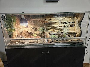 Terrarium komplett eingerichtet 120x50x40 inkl. zwei Leopardgecko weibchen
