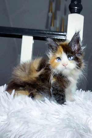 Wunderschöne, 3 Monate alte Maine Coon sucht ein Zuhause für immer.   