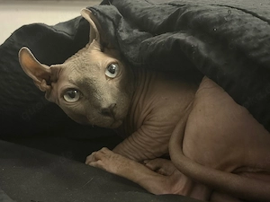 Sphynx Kater Pärchen abzugeben 