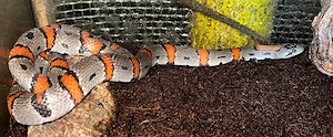 Graugebänderte Königsnatter (Lampropeltis alterna) auch bekannt als Alterna- oder Davis Mountain-Kö