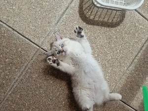 Britisch Kurzhaar Kitten zu verkaufen