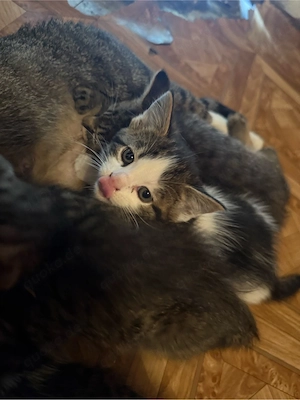 katzen geschwister abzugeben ( männlich und weiblich )