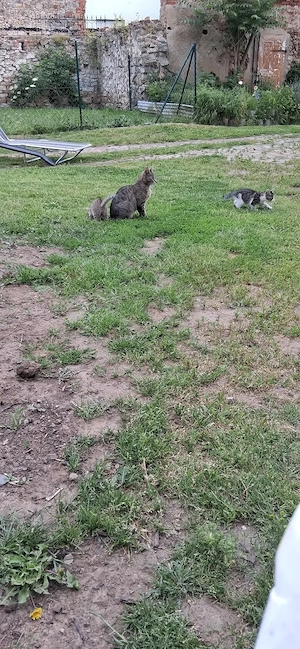 Junge Katzen 