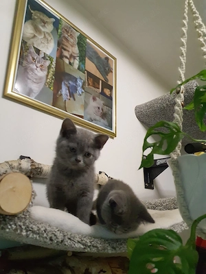 Reinrassige BKH-Babykatzen 