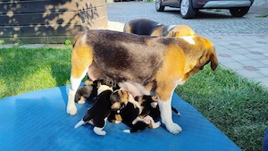 Beagle Welpen Tricolor - Reinrassig (noch 4 Welpen)