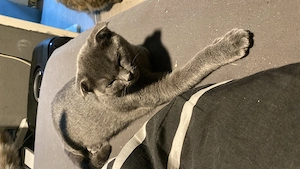Baby Kätzchen
