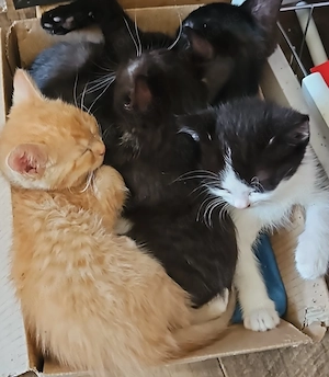 4 kleine babykatzen