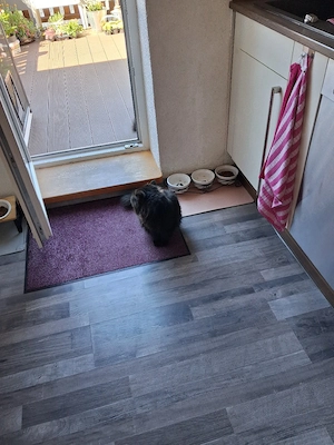 Kater "Gismo"
