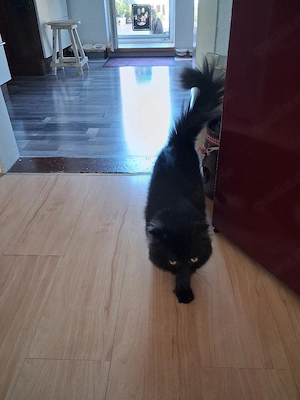 Kater "Gismo"