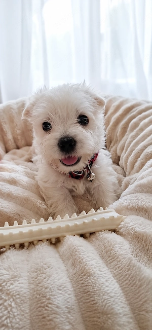 Bildhübsche reinrassige Westiebabys, West Highland White Terrier Welpen 