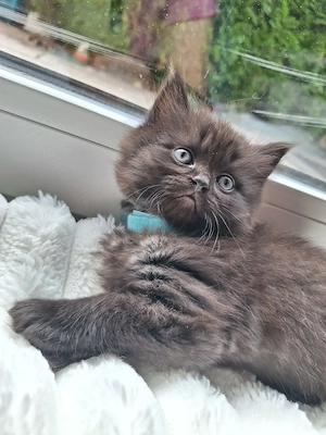 Bkh Blh Kitten      