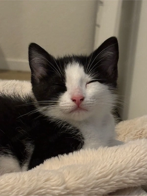 Siam mix Kitten 