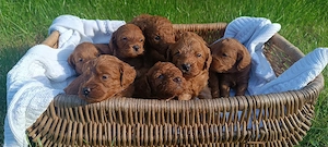 Cockapoo Cockerpoo Fb1-Welpen 