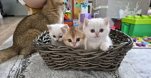BKH Kitten golden shaded