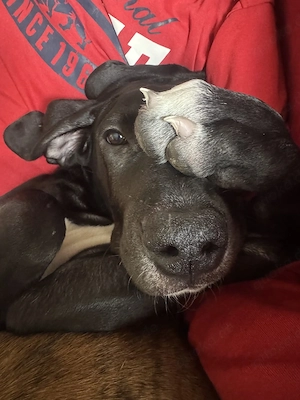 deutsche dogge vu verkaufe 