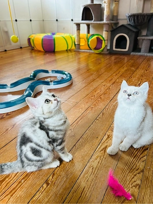 BKH-Kitten weiblich 