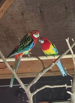 Zuchtpaar Rosella - Vögel - Sittiche 