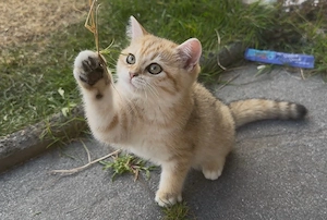 BKH Britisch Kurzhaar Mädchen Katze 