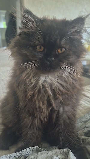 Reinrassige Britisch Langhaar Katze BLH weiblich chocolate smoke sehr lieb