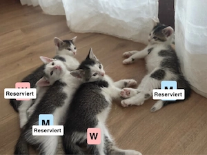 Süße Katzen Babys suchen ab dem 9.8 ein neues Zuhause  