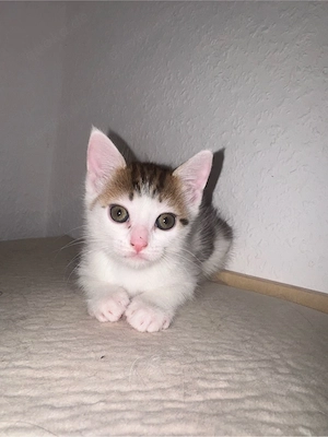 Zuckersüßes Bengal-Maine Coon Kitten sucht ein tolles Zuhause Bild 4