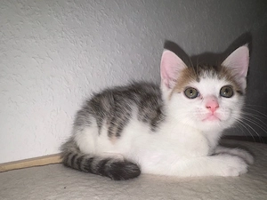 Zuckersüßes Bengal-Maine Coon Kitten sucht ein tolles Zuhause Bild 5