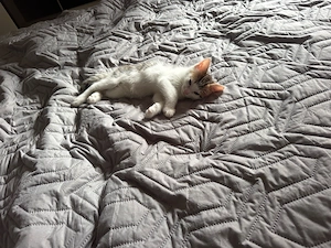 Zuckersüßes Bengal-Maine Coon Kitten sucht ein tolles Zuhause Bild 3
