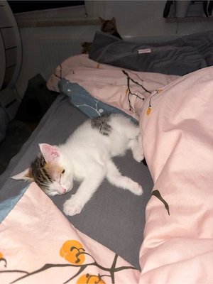 Zuckersüßes Bengal-Maine Coon Kitten sucht ein tolles Zuhause Bild 2