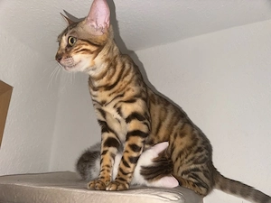 Zuckersüßes Bengal-Maine Coon Kitten sucht ein tolles Zuhause Bild 6